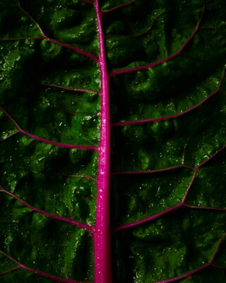 Macro Shot example -extreme close-up food photography